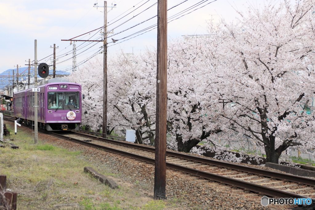 嵐電・桜の壁