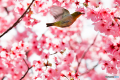 桜ジャンプ