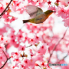 桜ジャンプ