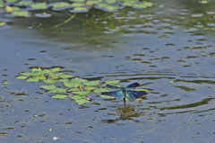 蝶蜻蛉の水浴び