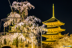 東寺の夜桜