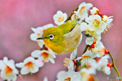 ウメジロー