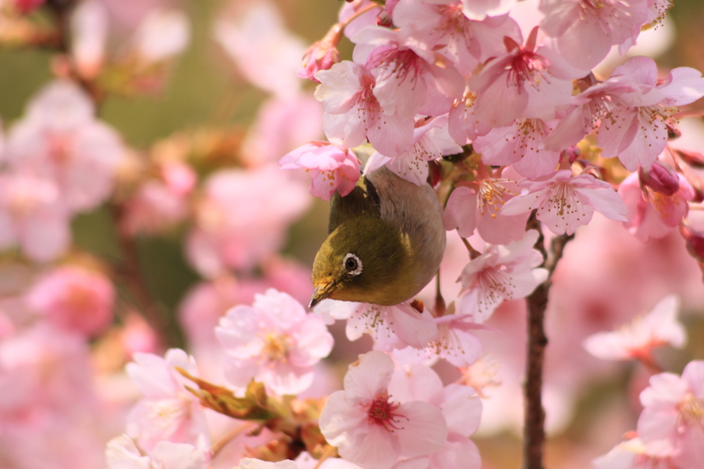 桜の中から