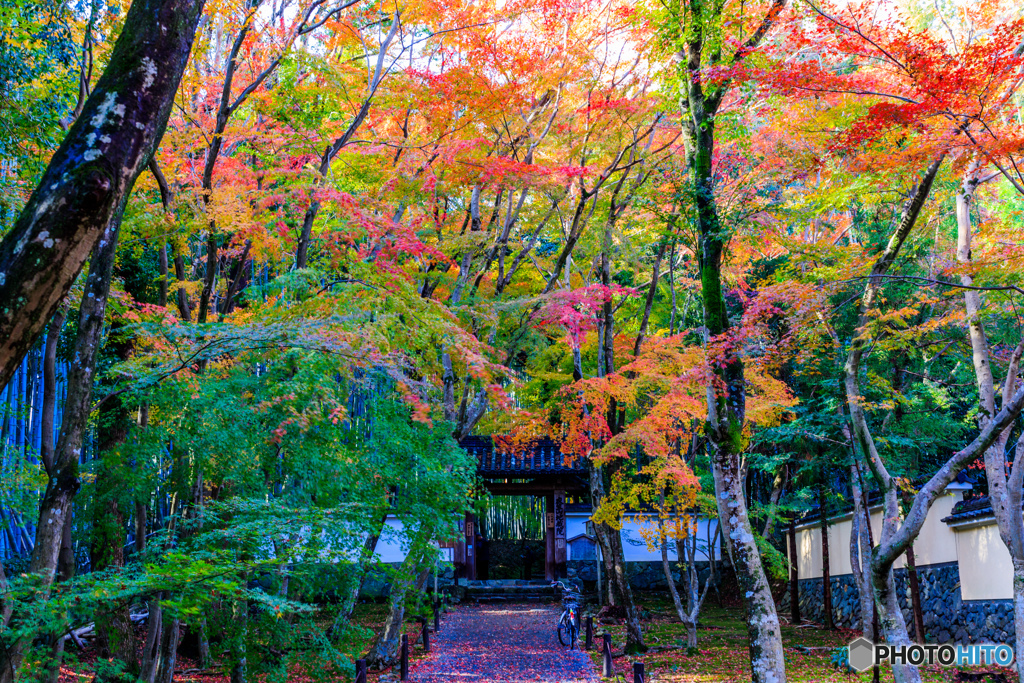 竹の寺の紅葉