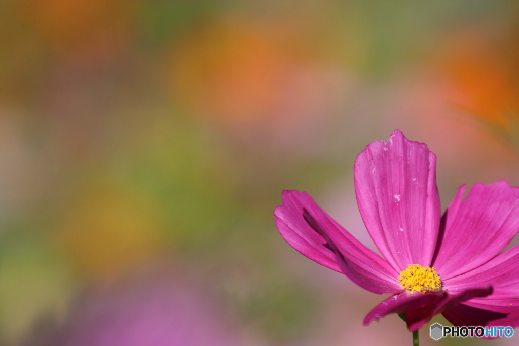 秋の彩花