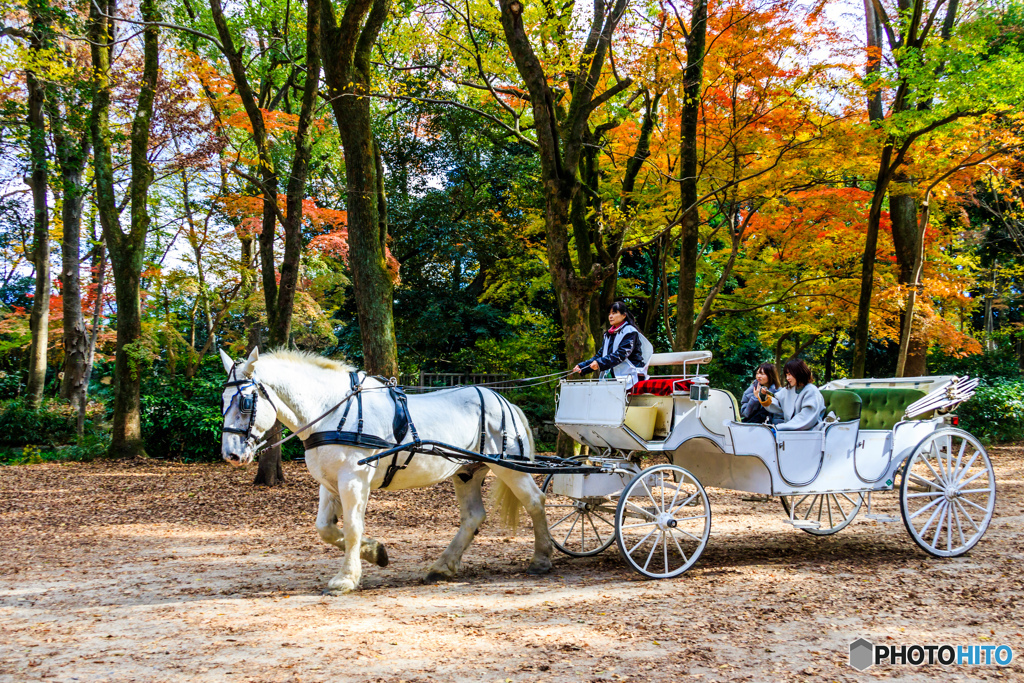 糺の森の遊覧馬車Ⅱ