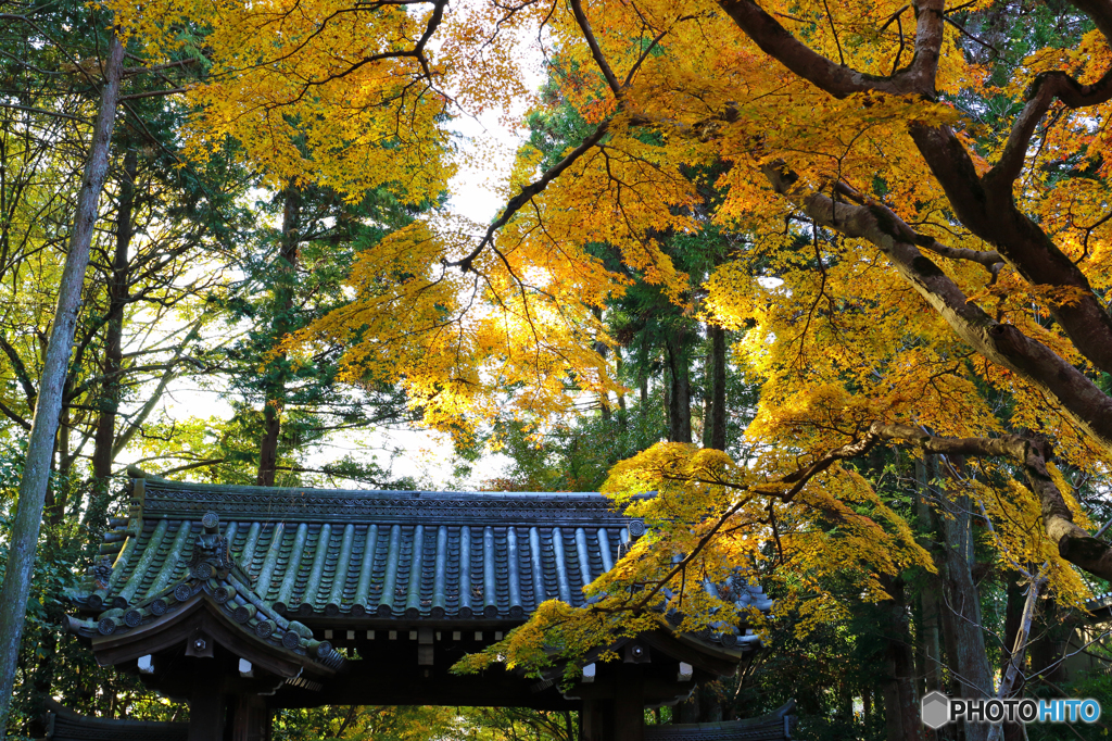 赤山禅院の黄葉