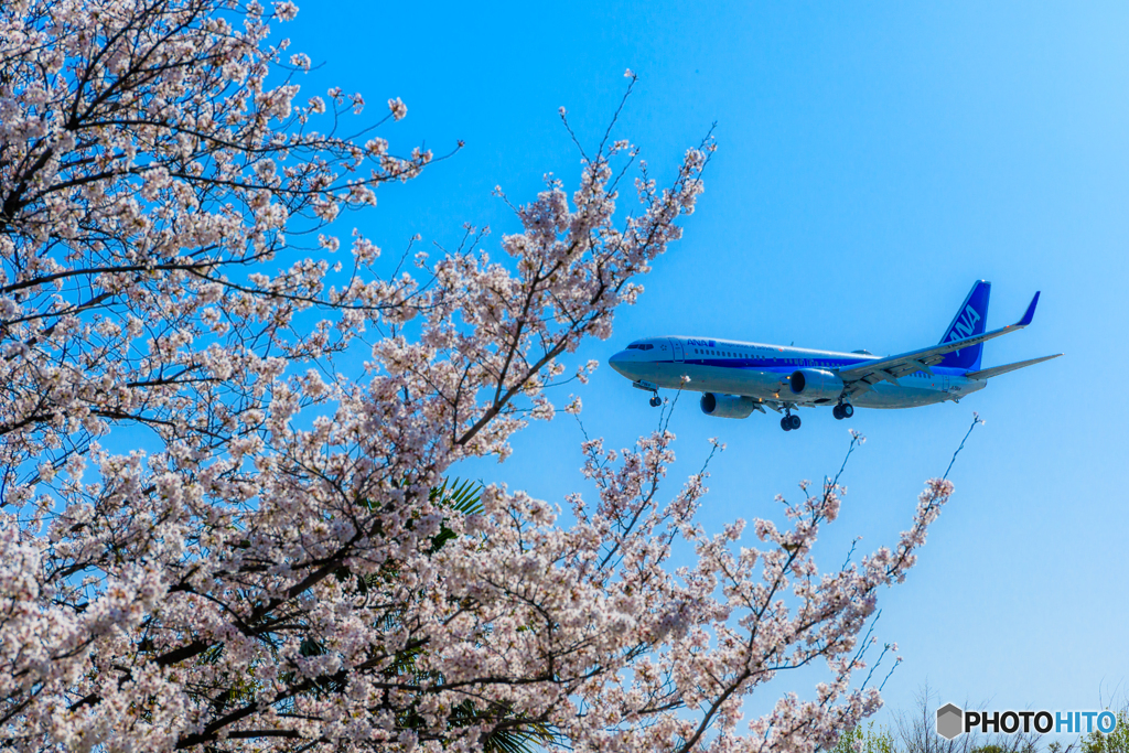 桜ランディング