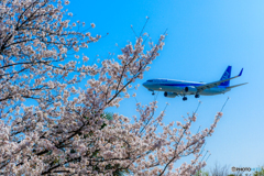 桜ランディング
