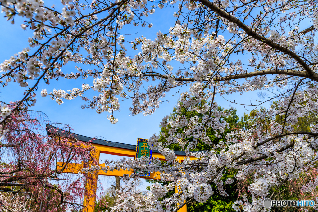 平野神社爛漫