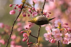 桜に囲まれて