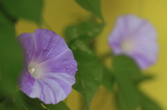 アサガオ開花