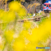 春包む北条鉄道