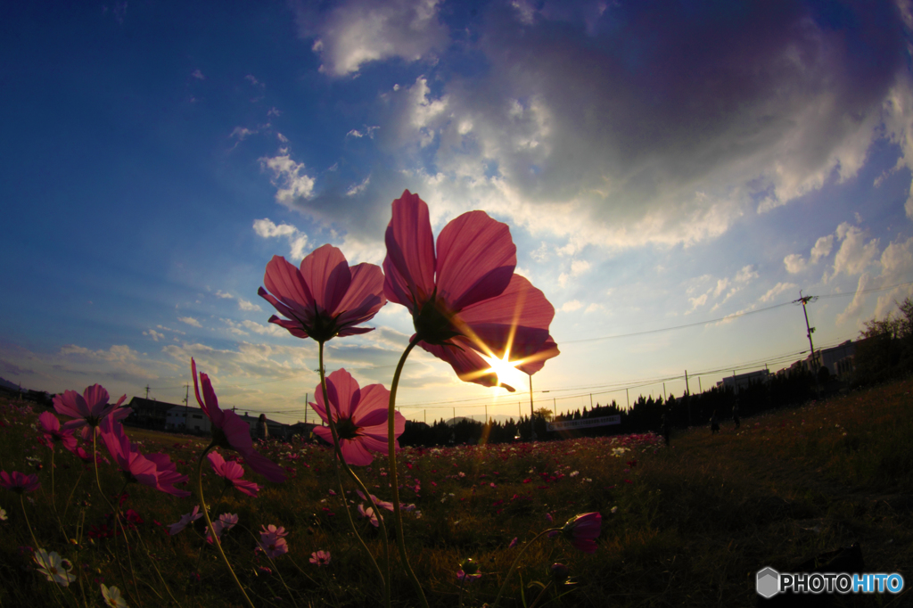きらり☆コスモス