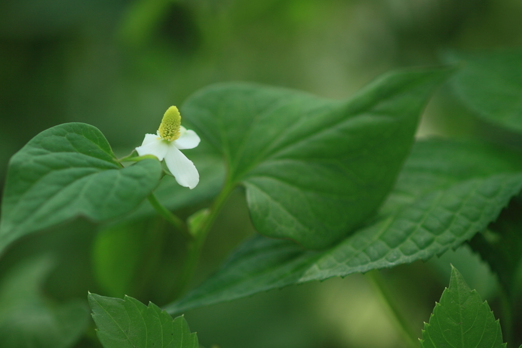 薬草の花