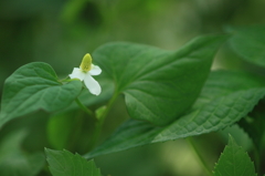 薬草の花