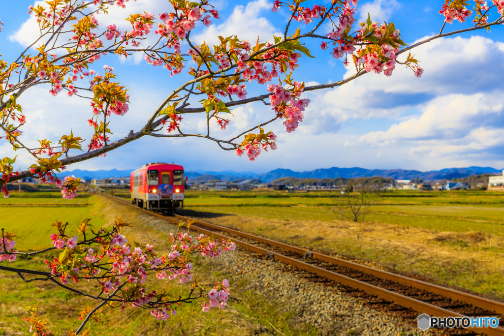 残り河津桜