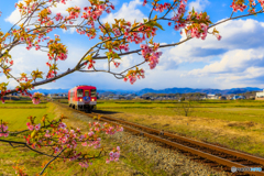 残り河津桜