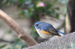 幸せの青い鳥