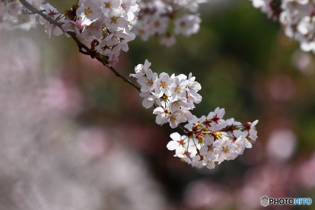 桜守のサクラ