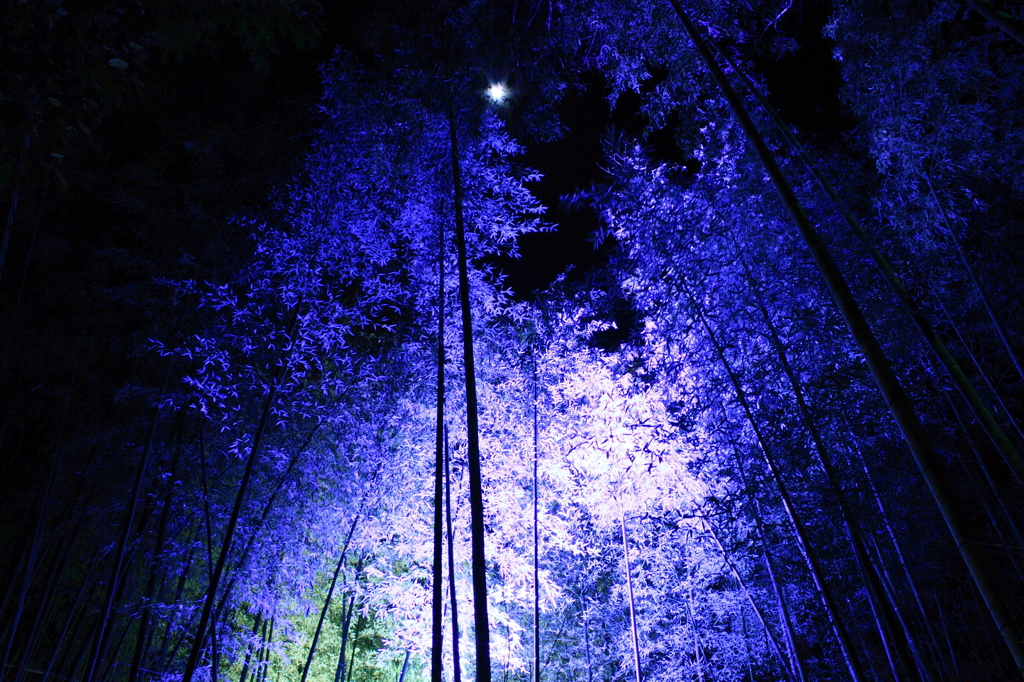 月夜の幻