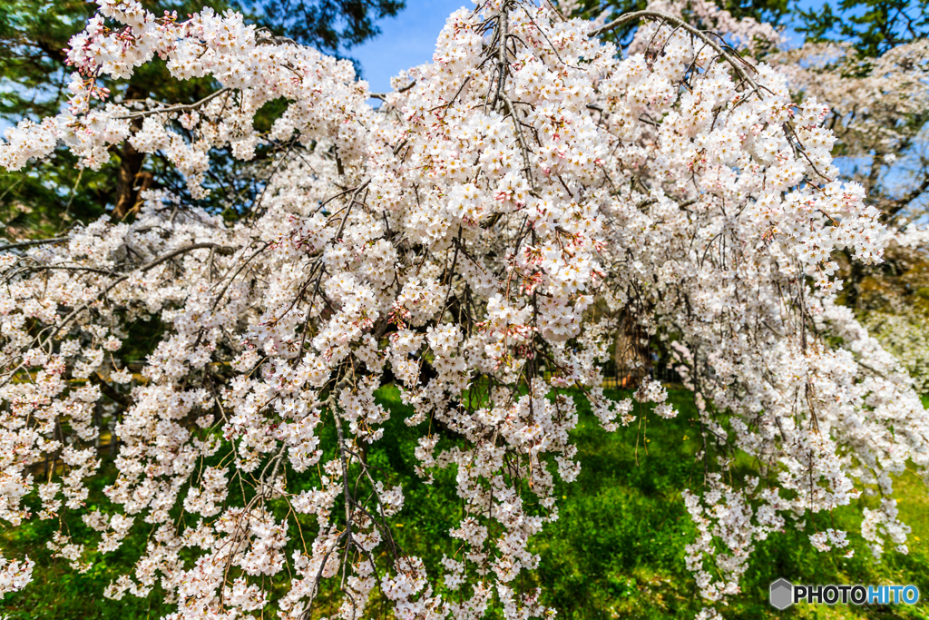 近衛邸跡の桜Ⅱ