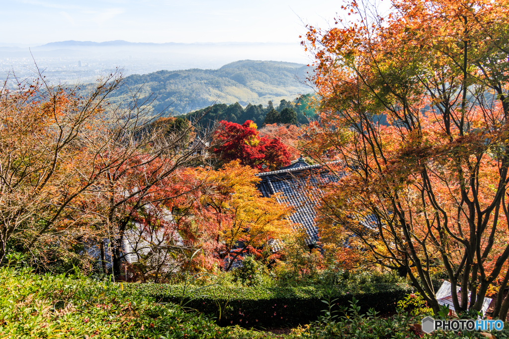 そうだ 善峯寺、行こう