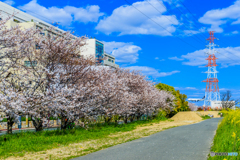 猪名川の桜並木