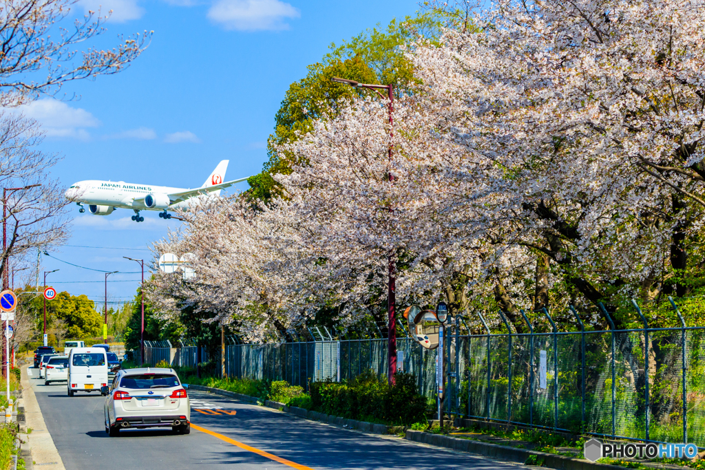 ジャルはち✈桜街道