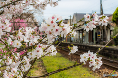 北条鉄道駅の桜