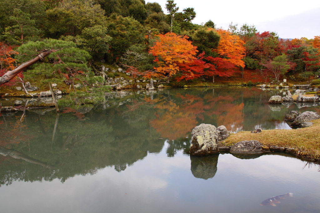 曹源池の鯉