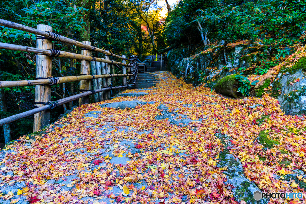 落葉する山道