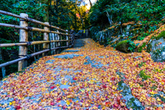落葉する山道