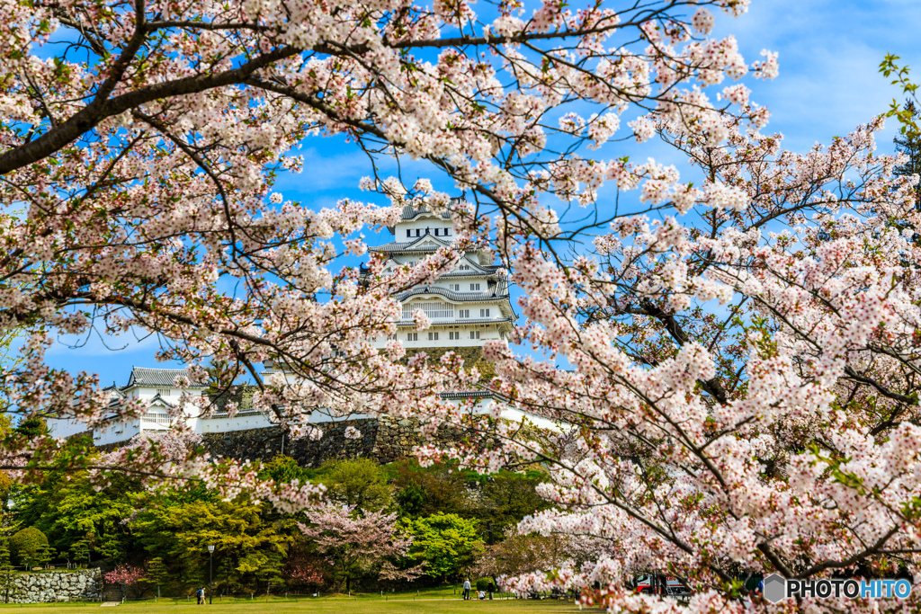 桜のヴェール