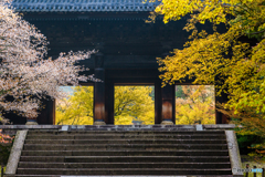 南禅寺の桜景