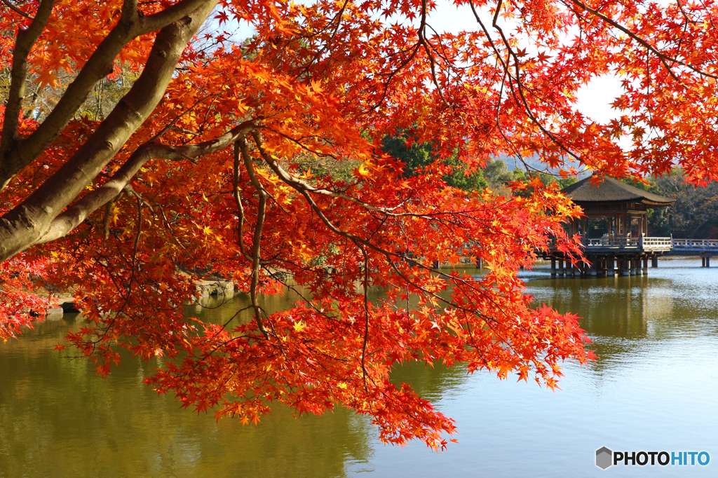 鷺池の紅葉