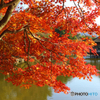 鷺池の紅葉