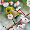 梅の花の香り