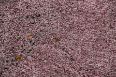 浮かぶ桜絨毯