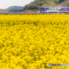 菜の花畑を快走