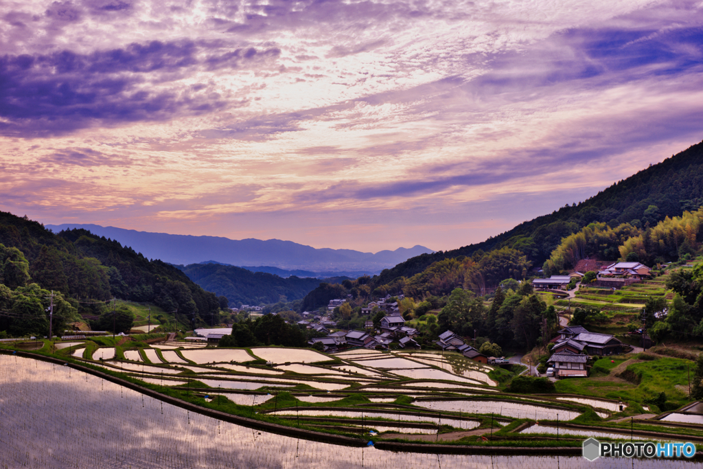 夕雲りの棚田