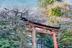 吉野水分神社の桜