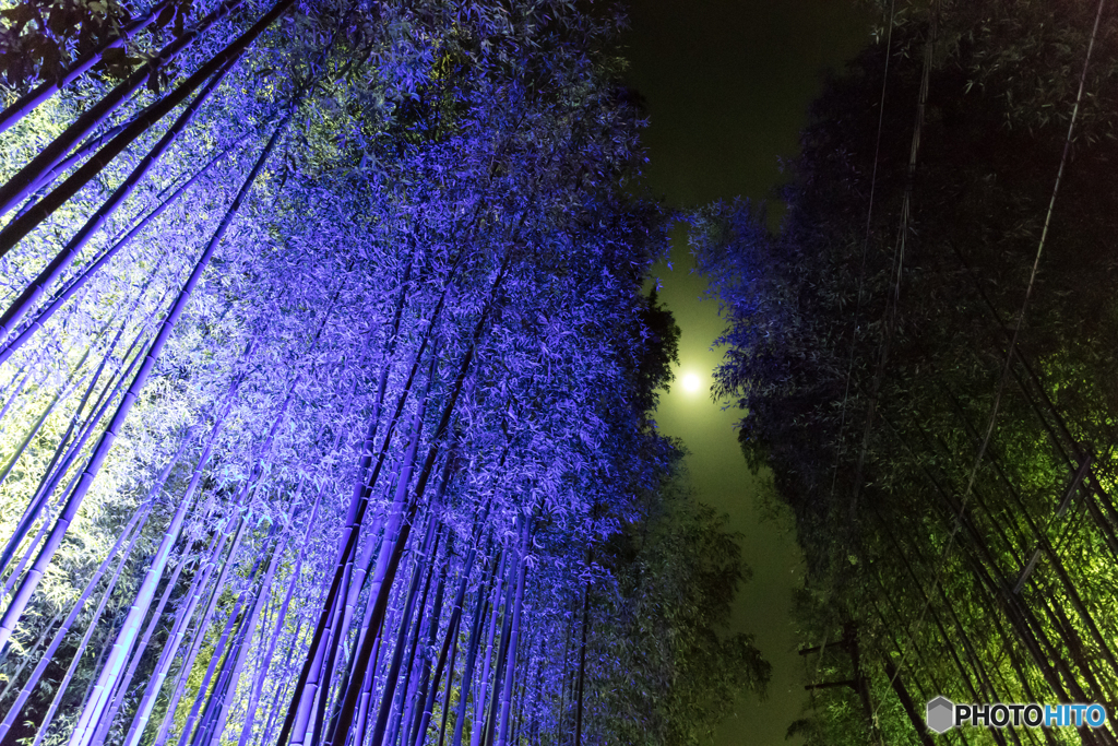 月夜に彩る竹林