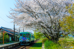 法華口駅の桜