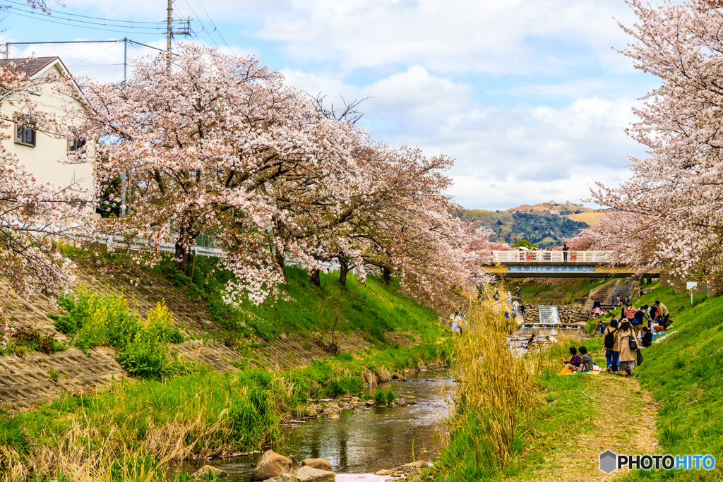 佐保川桜散策