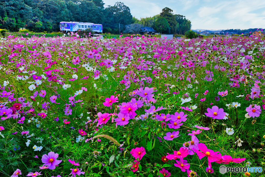 パープルの鼓動