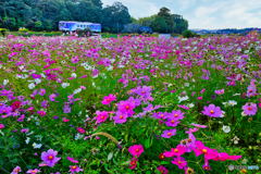 パープルの鼓動