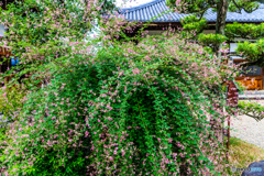 飛鳥寺の萩