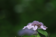 ポツンと青花