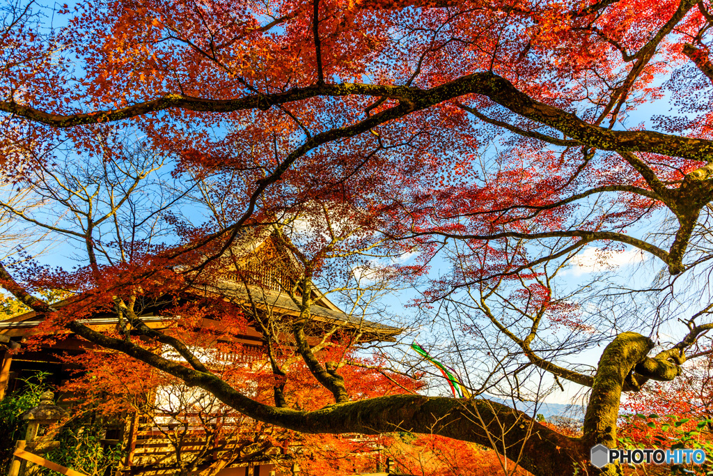千光寺の紅葉